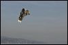 snowboard606.jpg