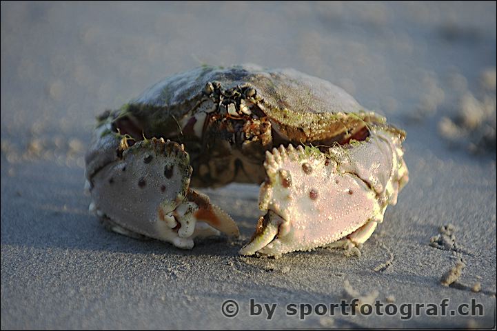 dsc_1011_2.jpg