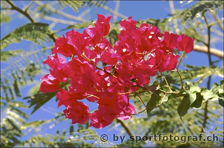 flowers15-19-03_2.jpg
